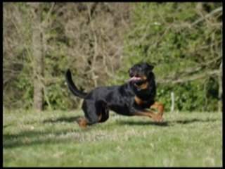 Rottweiler- Rhapsodie et Balzac duo top rott !