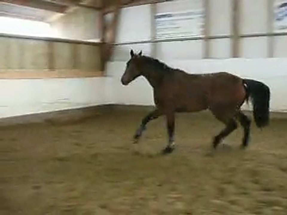 Sophora essai normandie 3