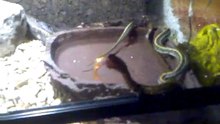 Natrix maura VS Thamnophis Radix