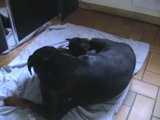 CHIOTS ULLA DE LA LI  NOIRE ET BURNING DES PRINCES D ARAGONE