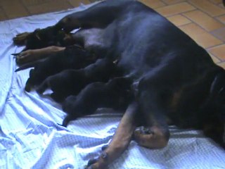 CHIOTS ULLA DE LA LI  NOIRE ET BURNING DES PRINCES D ARAGONE