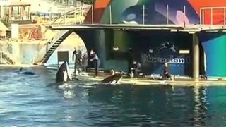 Tilikum, l'orque tueur, va continuer à travailler