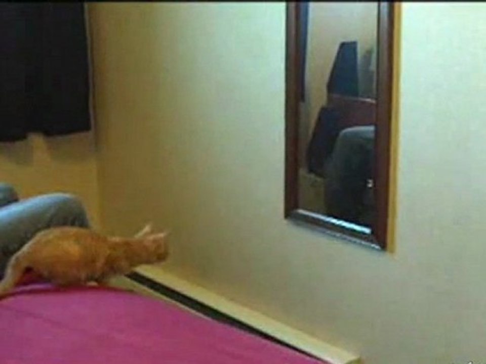 chat vs miroir