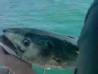 peche au loup, suprie!!!! par une bonite dans le port 5kg500