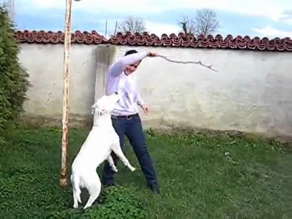 DOGO ARGENTINO