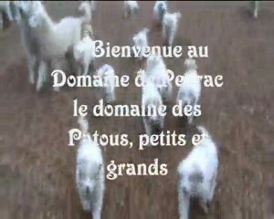 Les petits Patous du Domaine de Peyrac