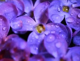 The Magic Mushrooms - Let the Rain Be Me