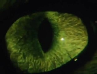 Cat's Eye (1985) - Theatrical Trailer