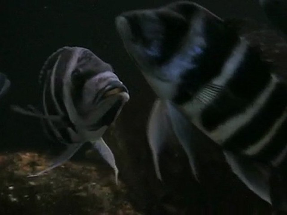 2010-02-26 - Cyphotilapia gibberosa (Kapampa) wild