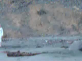 Sneaking Up On An Elephant Seal