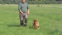 Jasi- Fährte/Tracking