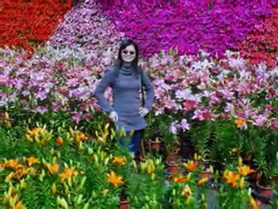 鬱金香花季