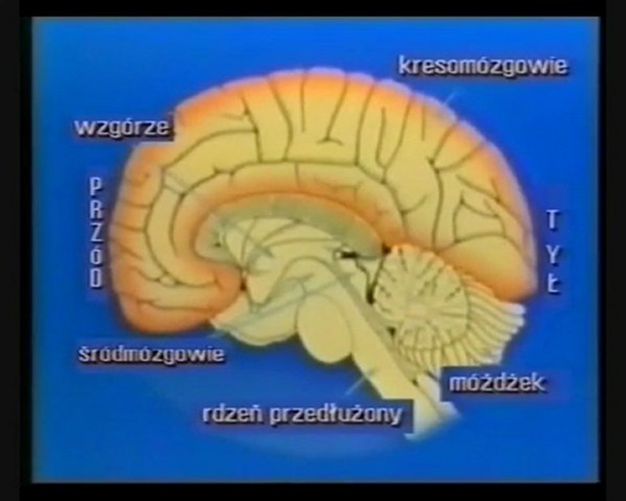 Koordynacja nerwowa