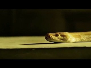 Lost Soul - If The Dead Can Speak