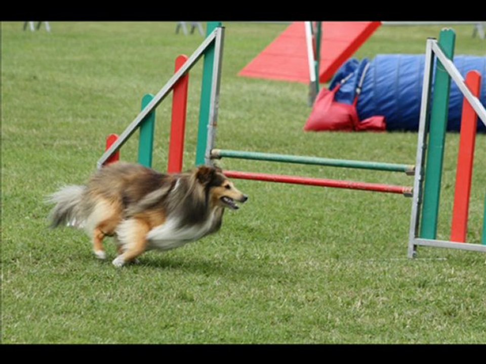 concours agility Axel Février 2010