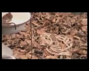 Calle Paris - Te esperaré