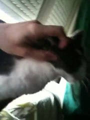 Mirri