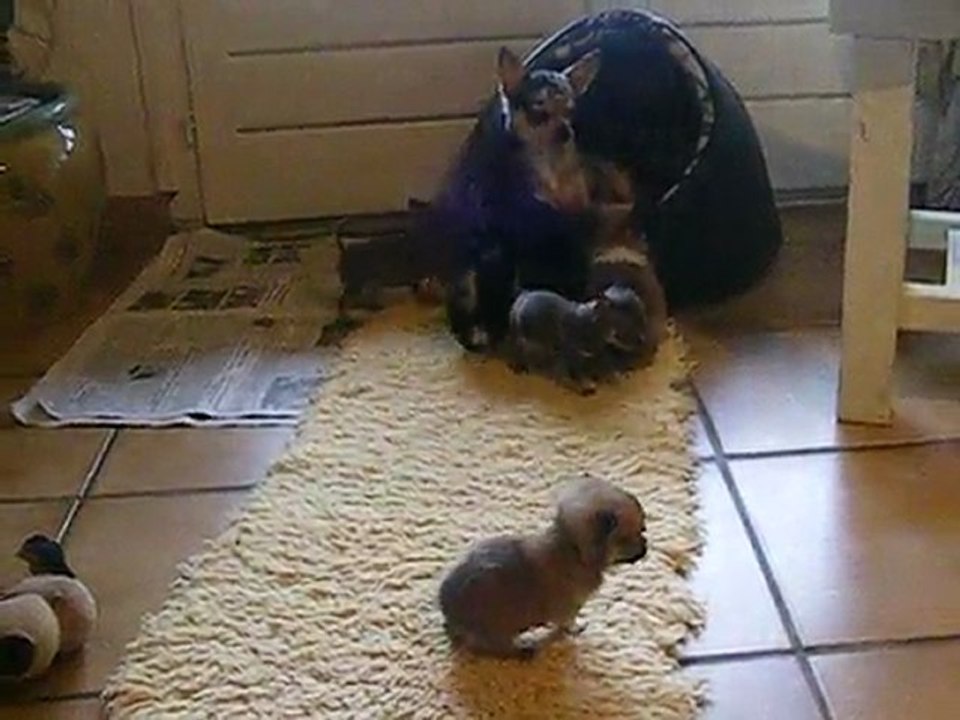 Portée Bengaly 6 semaines