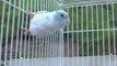 Parrotlet Baby Hand-Fed Dom. Blue Pied Male FOR SALE #406