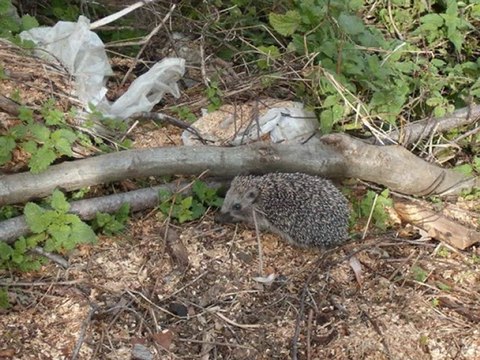 Karagöl köyü jakalijey kazım koyuncu hayde hayde