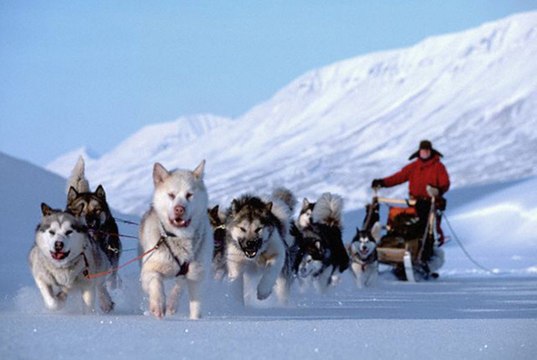 Les Fourgs (25) championnat de France de Chiens de traineaux