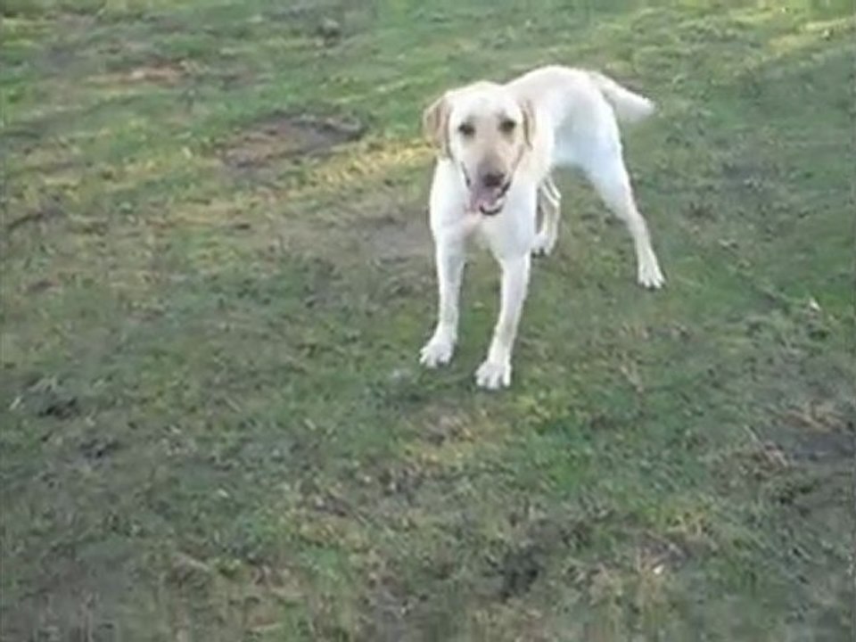 Poppy
