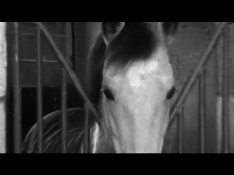 L'univers équestre de Naveil-Equitation