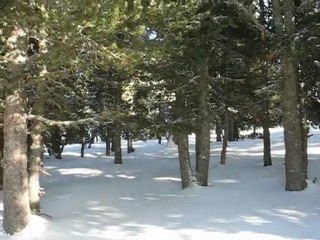 Plateau de Beille : sous bois