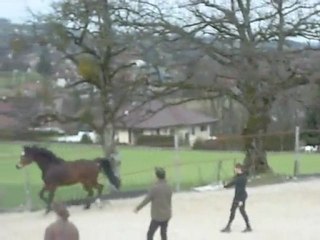 Mon cheval en saut en liberté