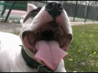 Pitbull Amstaff New 3