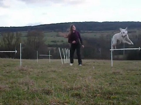 récapitulatif slalom d'agility