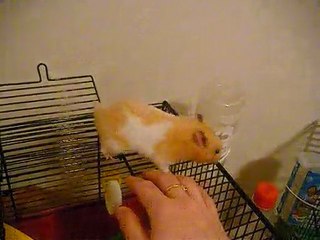 Willow mon hamster