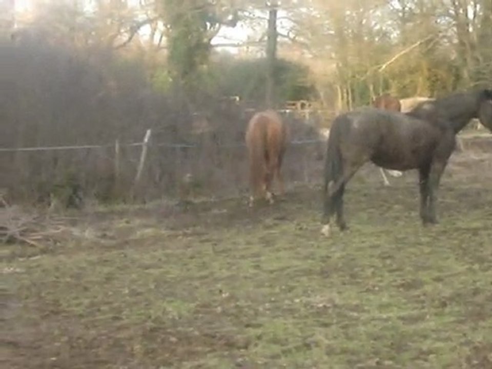 Helfy, Besth au pré?