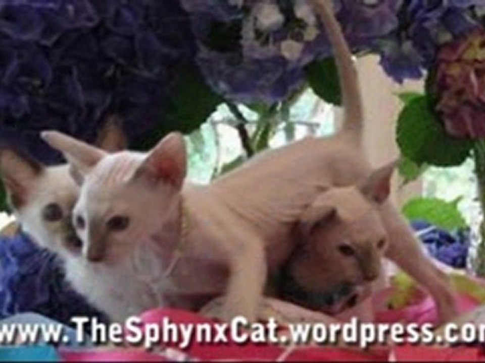 Sphynx Cat