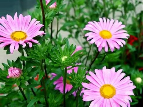 BIKTIM SENİN KAPRİSİNDEN SUAT SAYIN-SADEGÜL