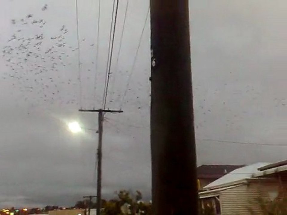 Bats