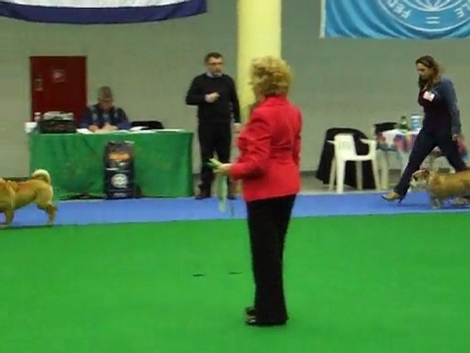 February 2010 The Malta Kennel Club, Best in Group 2