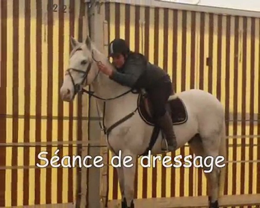 Séance de dressage avec Mambo ( L )