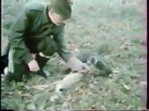 Atmaca ile tavşan avı