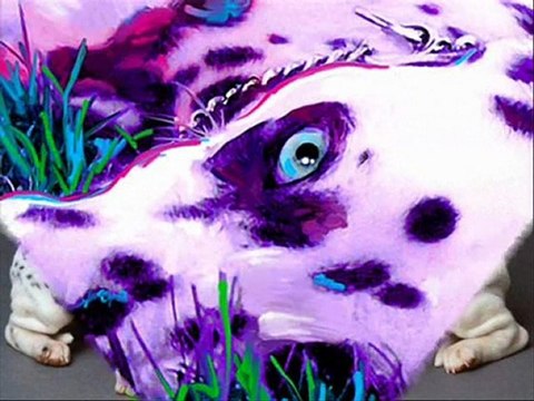 Dalmatien-Les plus beaux dalmatiens