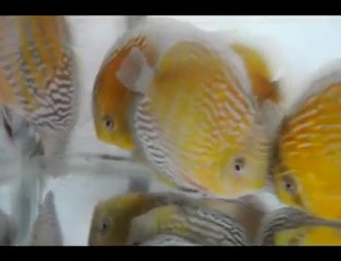 HEK Discus, Brezilya....10/10/2009