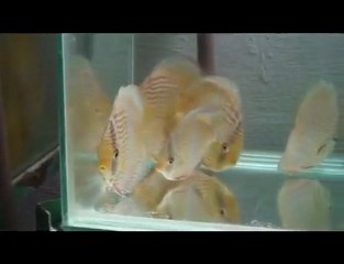 HEK Discus, Brezilya....15/10/2009