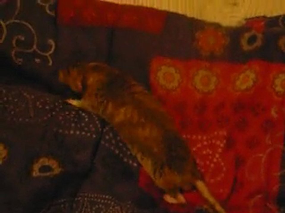 Marsou se ballade sur la couette