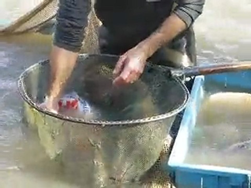 etangs occitanie peche carpe koi bram video13