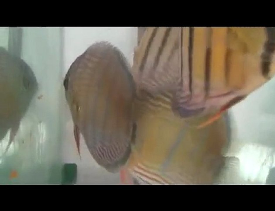 HEK Discus, Brezilya....28/12/2009