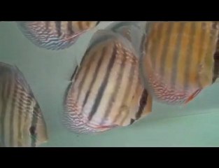 HEK Discus, Brezilya....17/10/2009