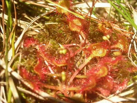Randonnées dans les Vosges et Alsace avec rando-vosges