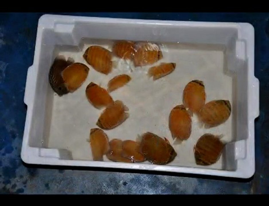 HEK Discus, Brezilya....22/10/2009