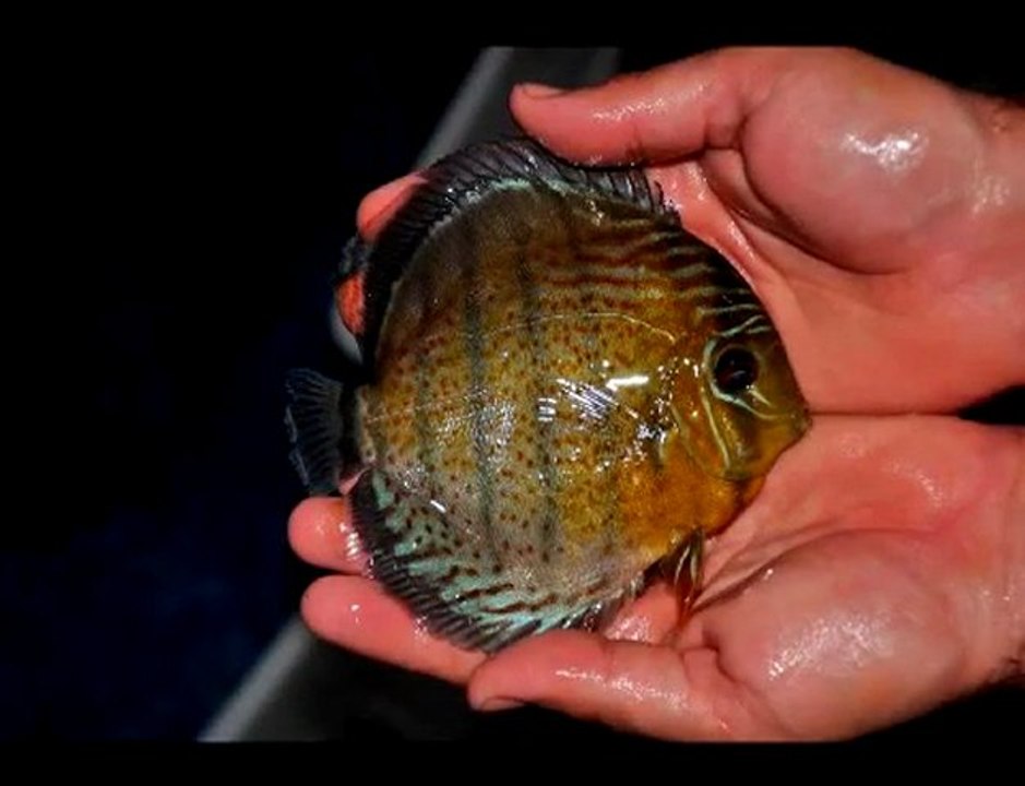 HEK Discus, Brezilya....24/10/2009