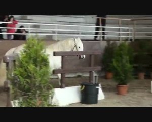 Paddy Melody d'Auxence